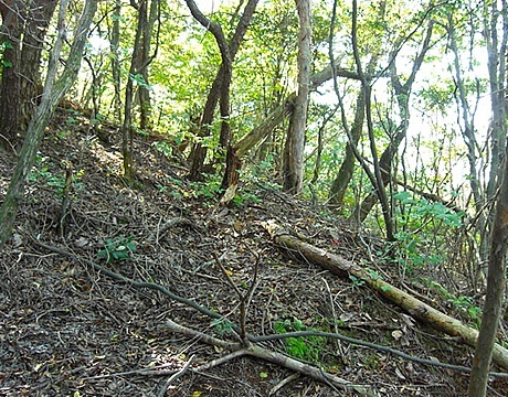 土砂災害のリスクに備える山林開発を提案いたします