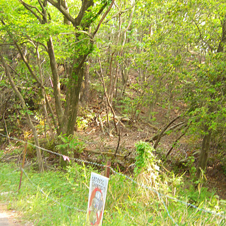 枯れ木等が見られます