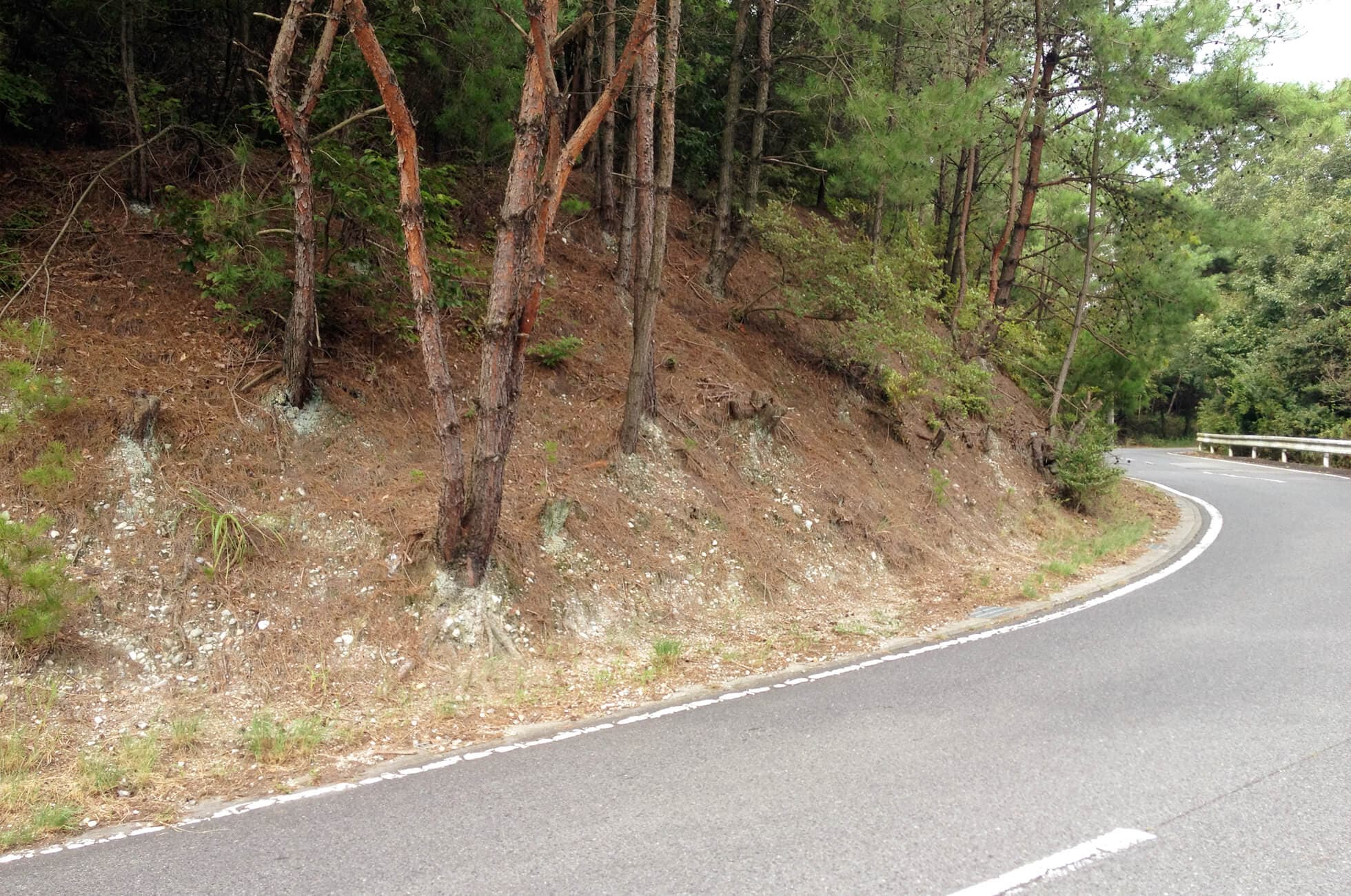 道路法面の状況