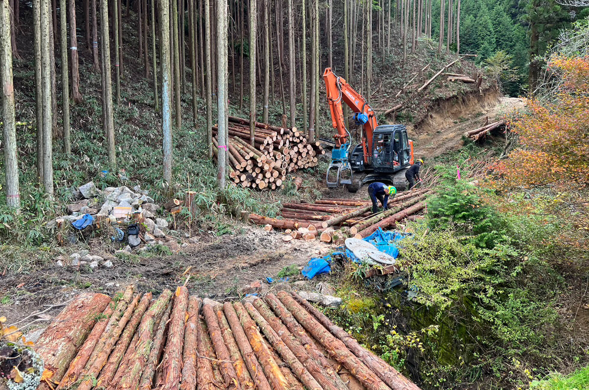樹木伐採工事の様子