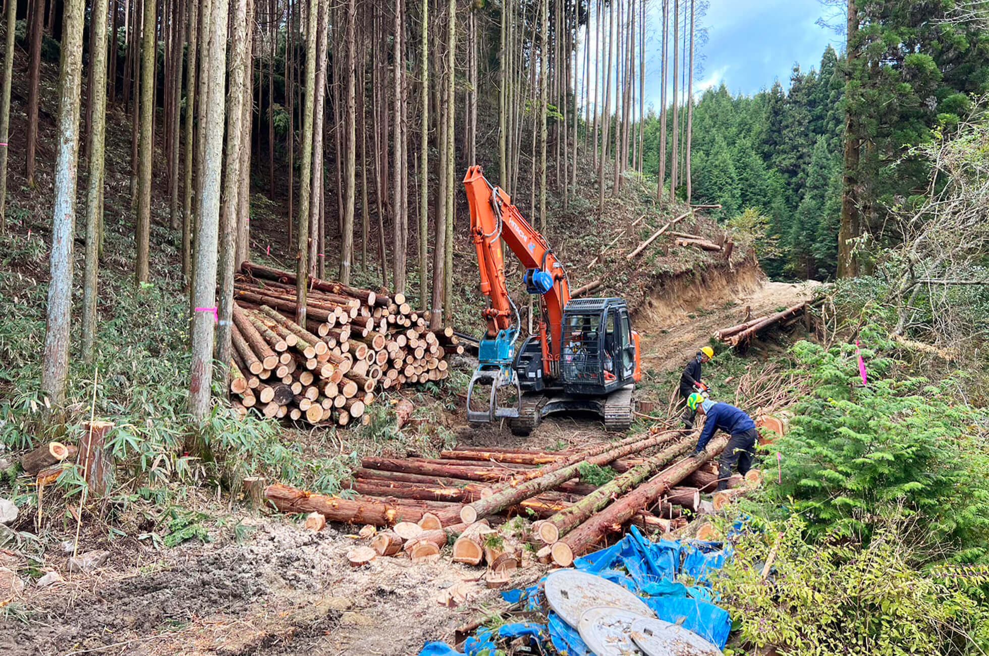 樹木伐採、進行状況