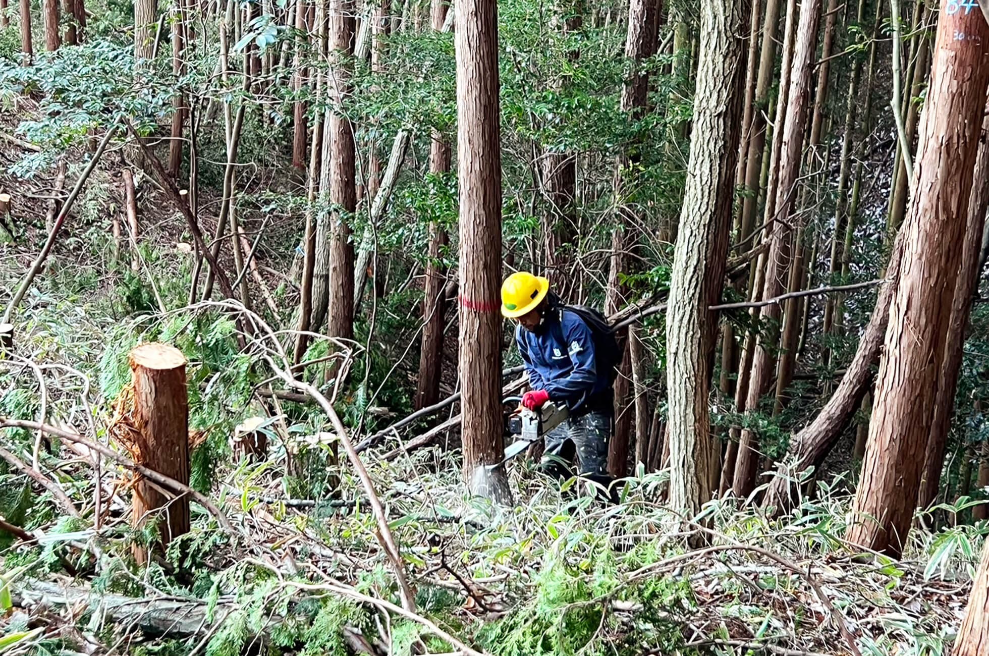 樹木伐採、進行状況