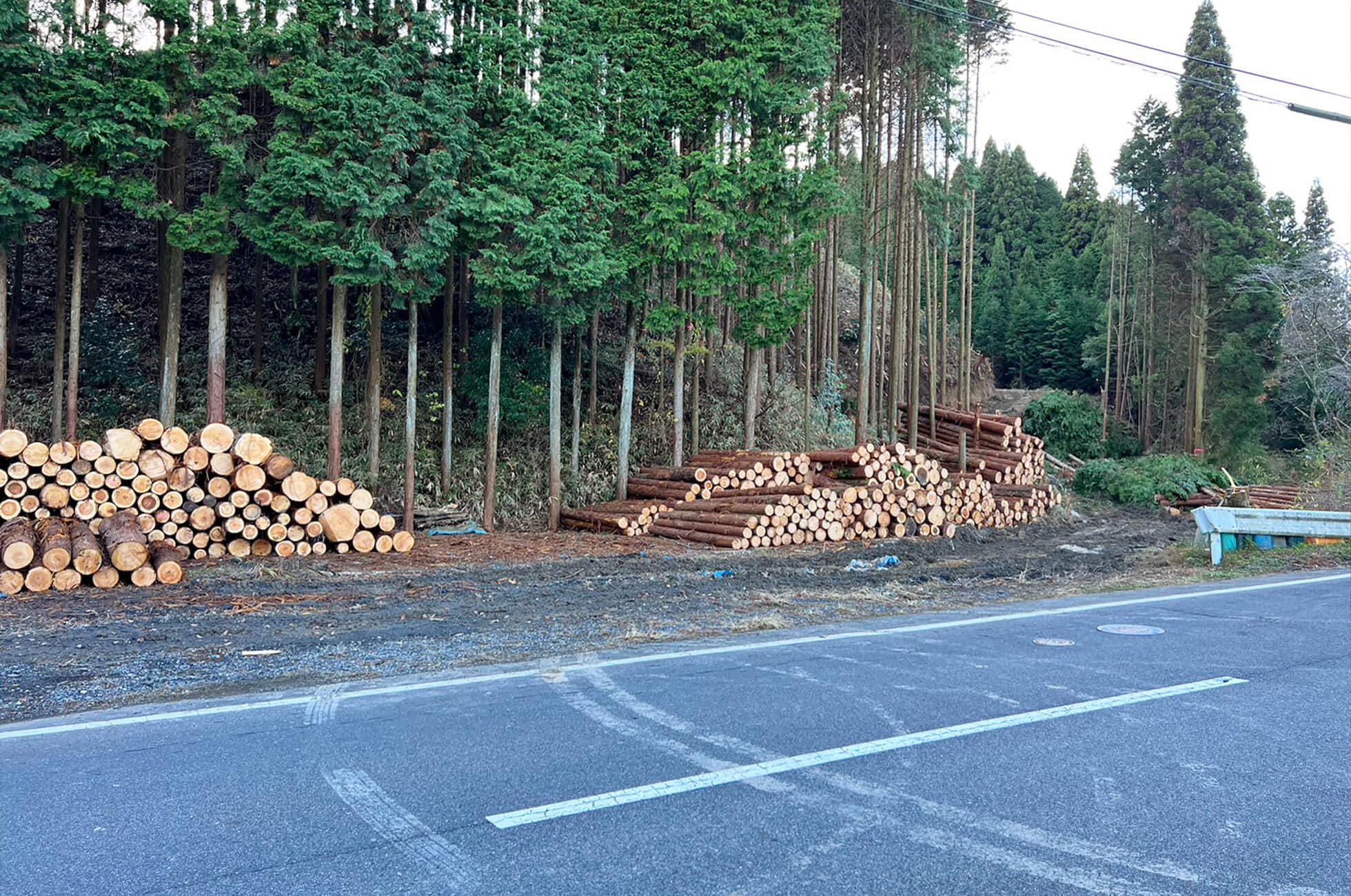 樹木伐採、進行状況