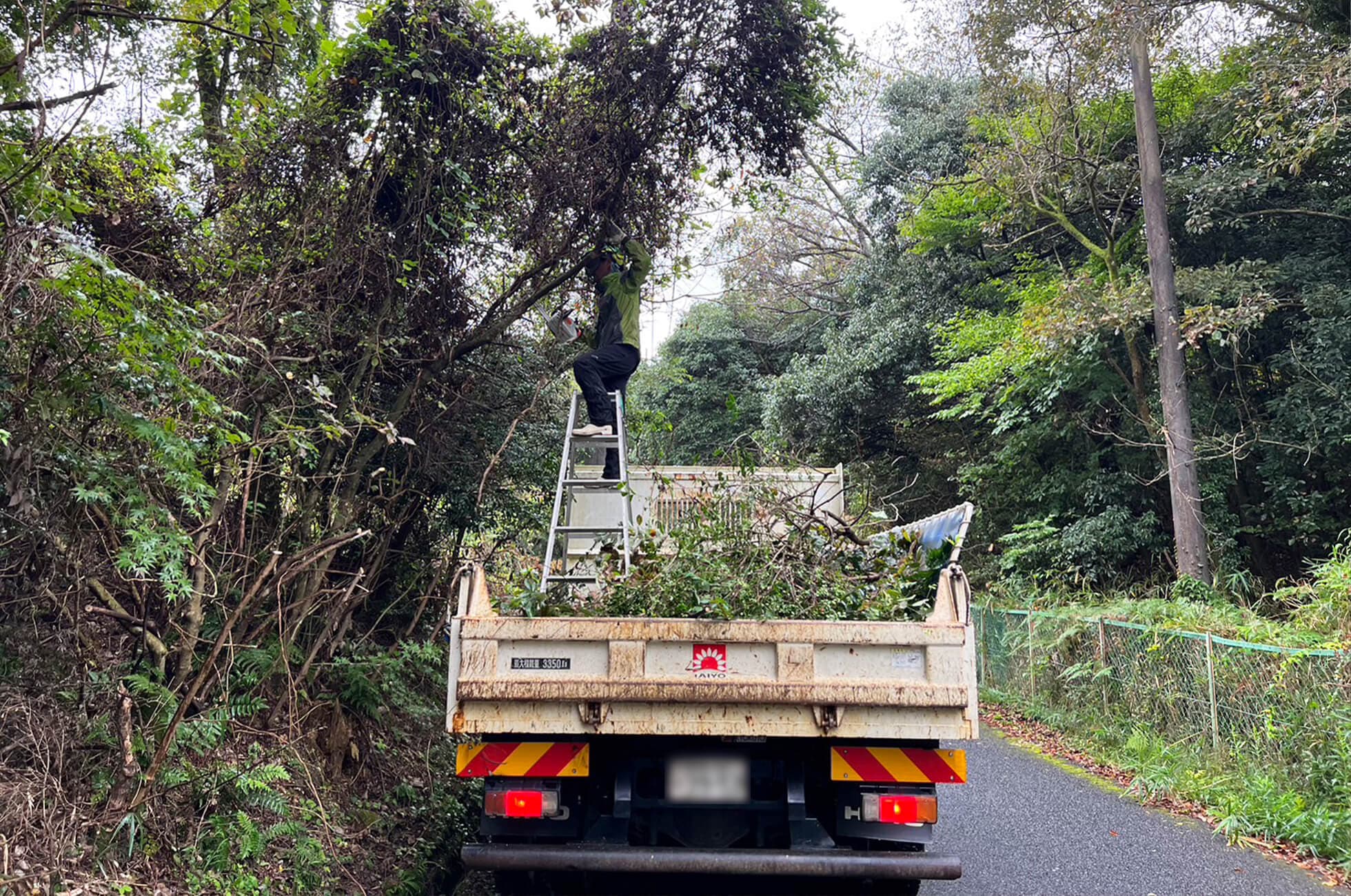 道路沿いの樹木伐採工事